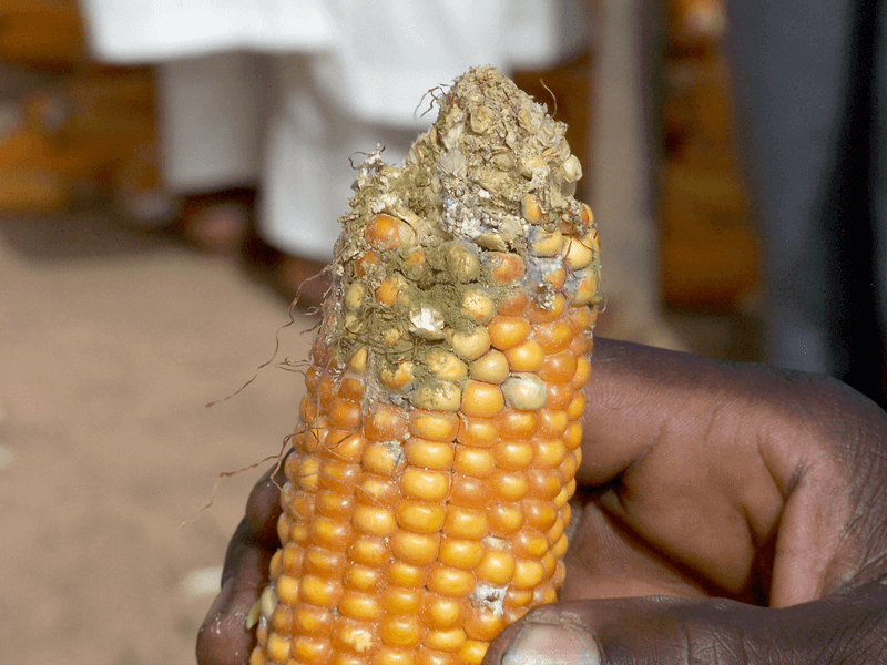 Aflatoxin là chất độc thường xuyên xuất hiện trong các thực phẩm bị mốc, hỏng.