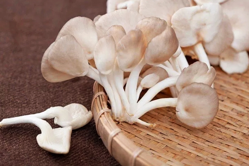 Nấm giàu protein hơn cả thịt