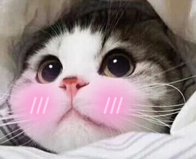 meo