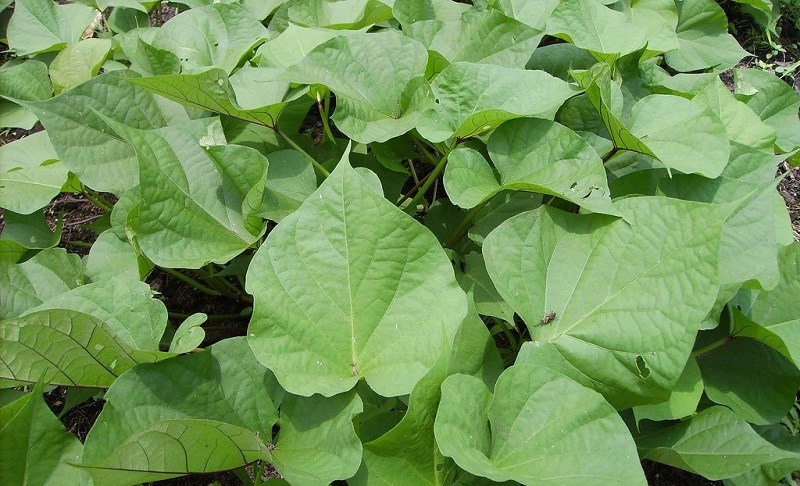 loai-rau-bo-huyet-cho-ba-de-02