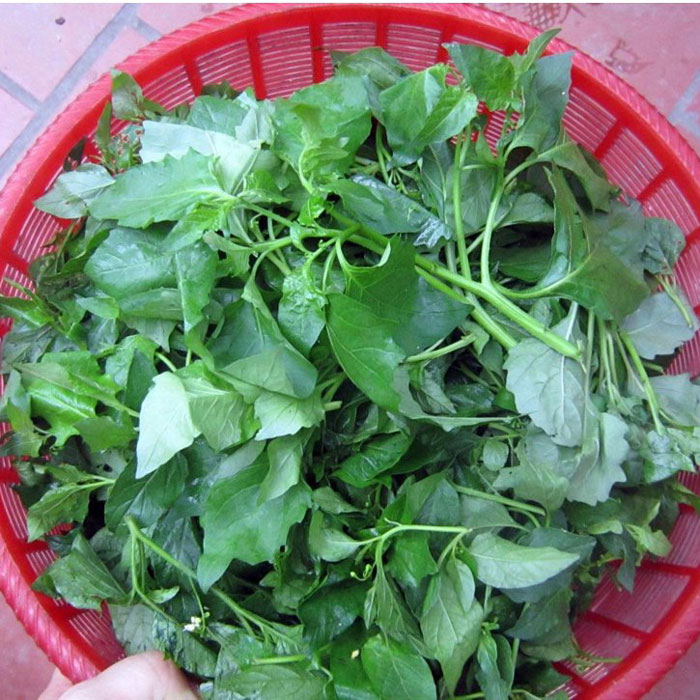 Rau tầm bóp tốt cho sức khỏe  