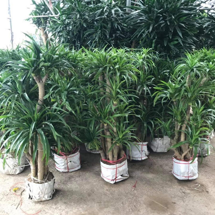 8-loai-cay-tru-ta-khi-03