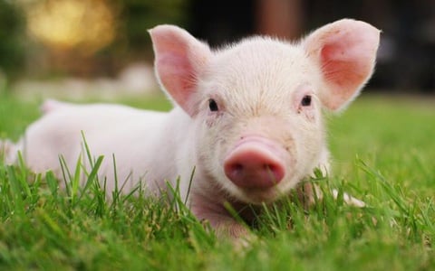 Tuổi Hợi may mắn phát tài