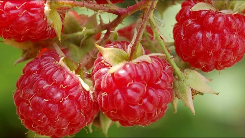 thuc-pham-tot-cho-phu-nu-sau-40-tuoi