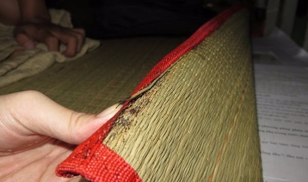 Một ổ rệp giường