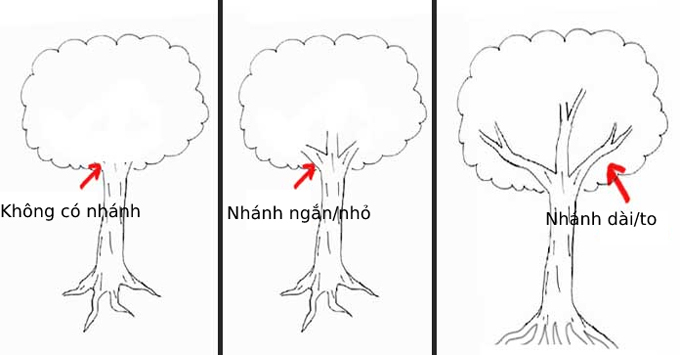 Nhìn cách vẽ cây biết trước tương lai của bạn giàu sang hay nghèo khổ