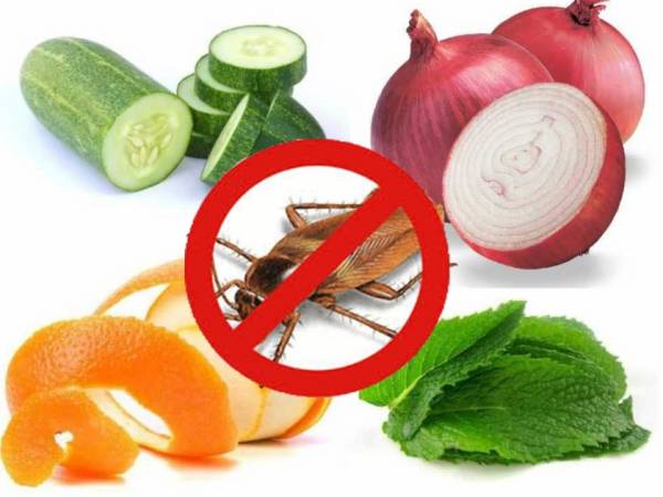 Mẹo đuổi gián không cần hóa chất 