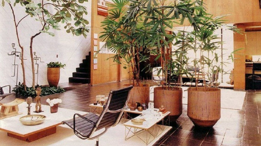 Đặt cây xanh ở trước cửa nhà hút lộc