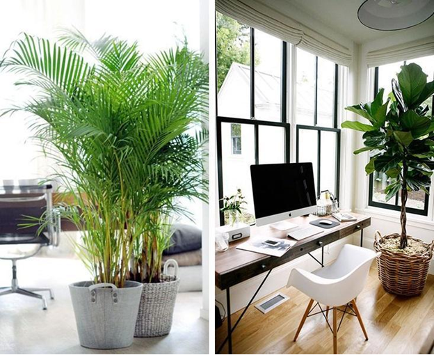 Đặt cây xanh ở phòng khách