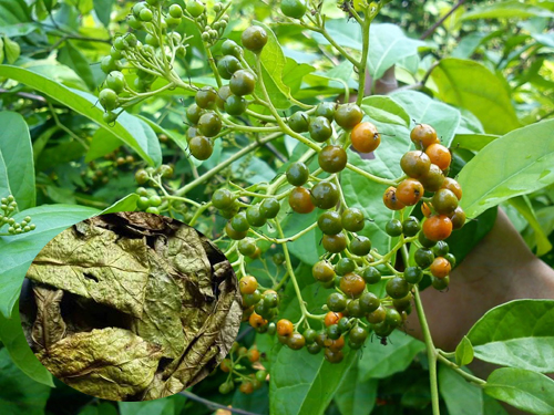 xa-den-moc-nhieu-o-mien-nui-phia-bac
