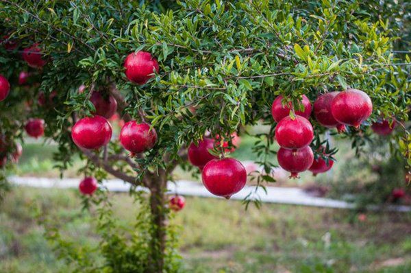 Cây lựu trồng trước cửa nhà tốt cho phong thủy