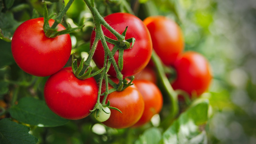 tomato-42419801920-1200x676