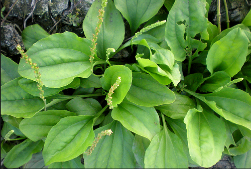 loai-la-lam-mat-gan-03