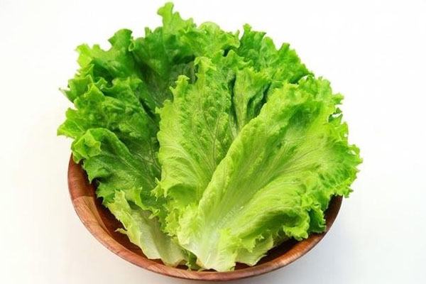 Ra xà lách chứa nhiều vi khuẩn