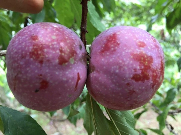 Mẹ bầu không nên ăn mận