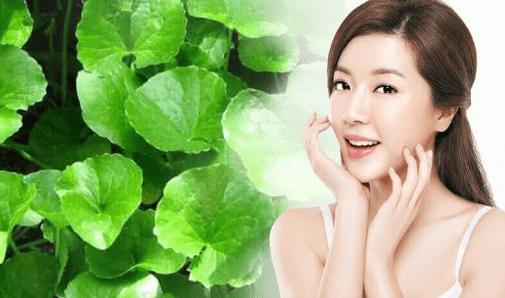 Rau má không đơn thuần là một loại rau ăn mà còn là một loại thảo dược chữa bệnh