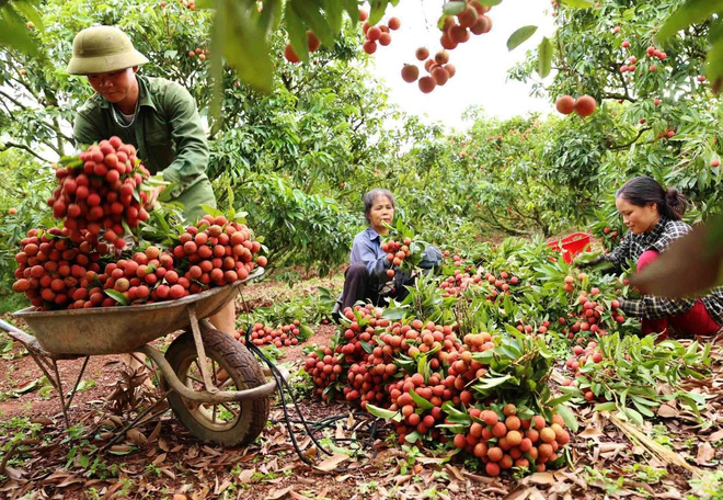 Thay vì đi rong chào hàng, nông dân có thể ngồi một chỗ chốt đơn (Ảnh: Pháp luật và Bạn đọc)