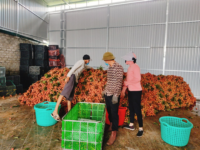 Nhò giải pháp này, bà con nông dân Bắc Giang đã an tâm hơn trong mùa dịch (Ảnh: Pháp luật và Bạn đọc)