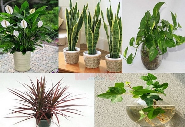 Cách đặt cây phong thủy hút lộc khi làm việc
