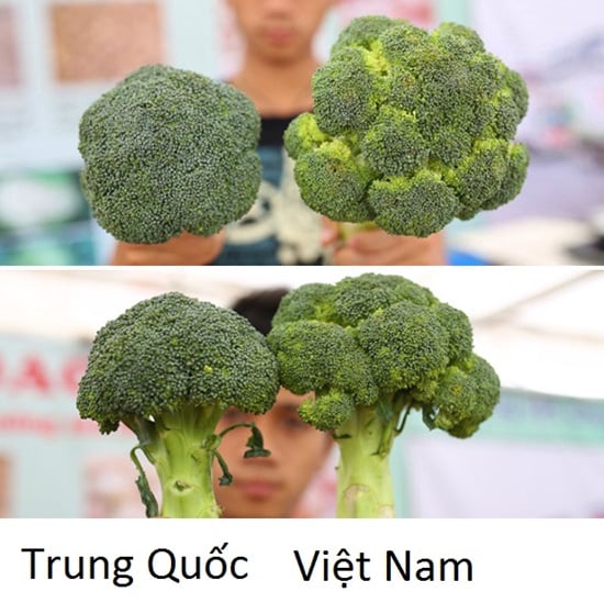 phan-biet-20-loai-rau-cu-trung-quoc-viet-nam-01