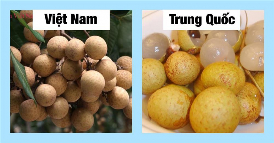 phan-biet-20-loai-rau-cu-trung-quoc-viet-nam-010