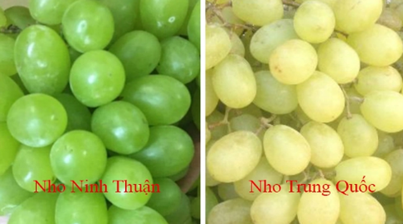 phan-biet-20-loai-rau-cu-trung-quoc-viet-nam-018