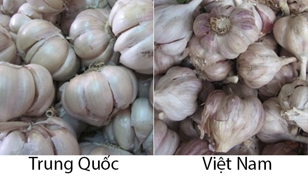 phan-biet-20-loai-rau-cu-trung-quoc-viet-nam-019