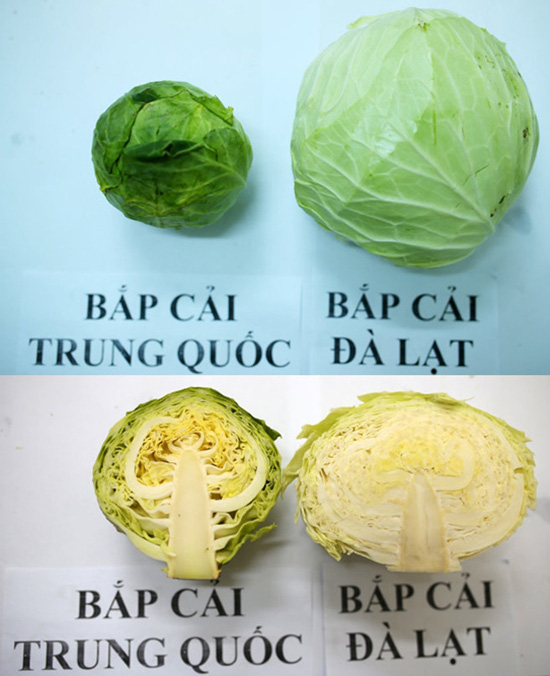 phan-biet-20-loai-rau-cu-trung-quoc-viet-nam-04