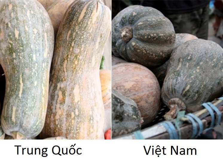 phan-biet-20-loai-rau-cu-trung-quoc-viet-nam-05