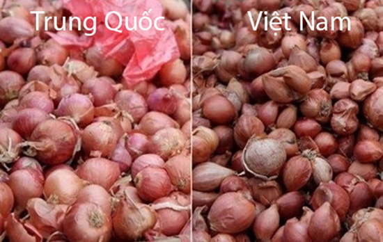 phan-biet-20-loai-rau-cu-trung-quoc-viet-nam-09