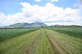 Cánh đồng yến mạch, bắp hữu cơ tại Trang trại bò sữa Lao-Jagro ở Xiêng Khoảng (Lào), ảnh chụp tháng 5/2021.