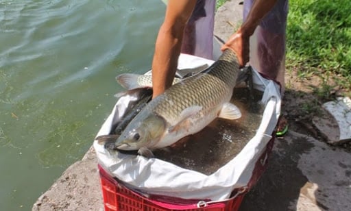 Khi mua cá, bạn chỉ nên mua con có kích cỡ vừa phải. Ví dụ cá trắm cỏ khoảng 3 – 5kg, cá chép khoảng 1,5kg, cá diếc nhỏ 0,5 – 1kg.