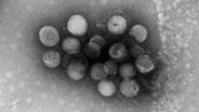 virus_corona