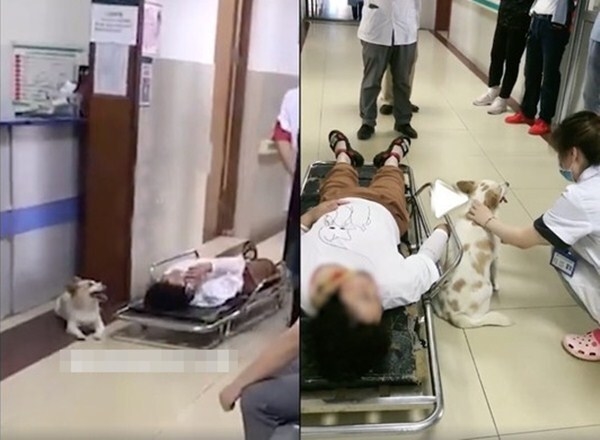 Một người phụ nữ gặp nạn, chú chó nhỏ túc trực bên chủ nhân không rời