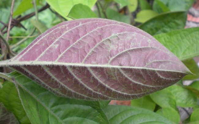 Lá mơ kỵ thịt lợn
