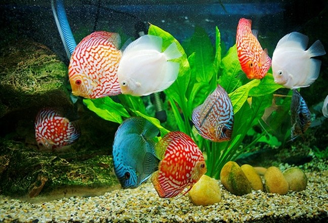 Không đặt bể cá đối diện bếp