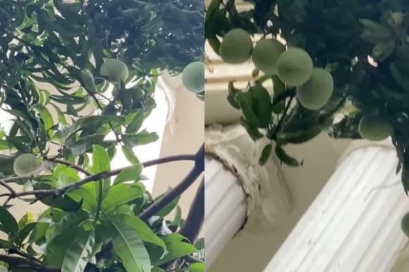 Trái cây ăn quả mọc xum xuê ngay trong biệt thự nhà Phượng Chanel.