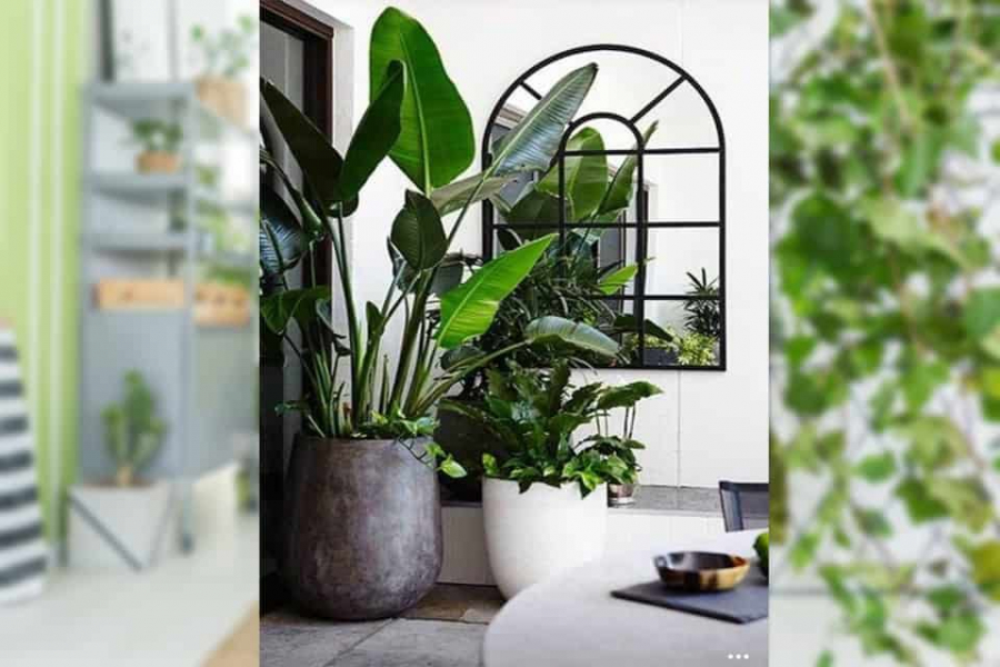 Vị trí trồng cây trong nhà giàu có