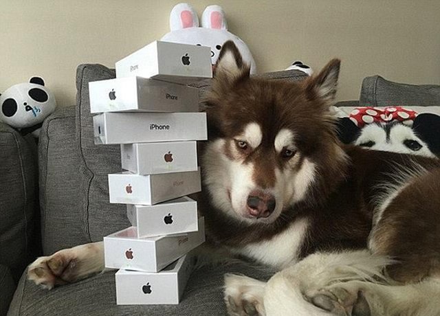 Vương Tư Thông chi 17 nghìn  mua hai chiếc Apple Watch cho chó 