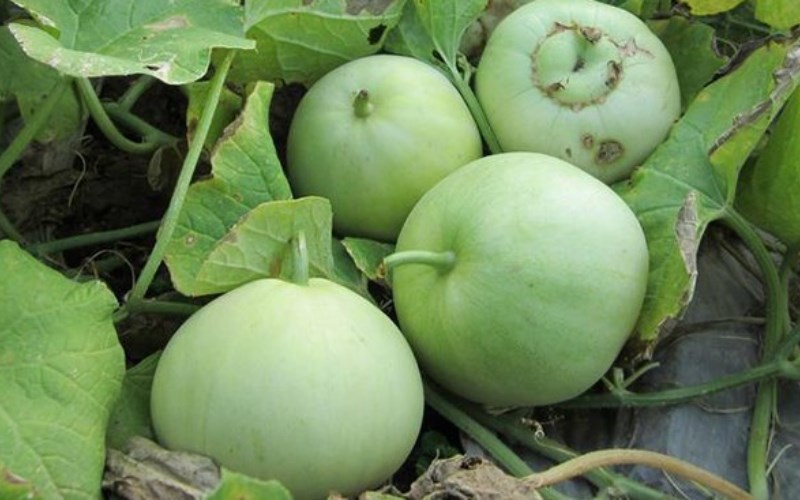 Nhìn vào cuống dưa lê