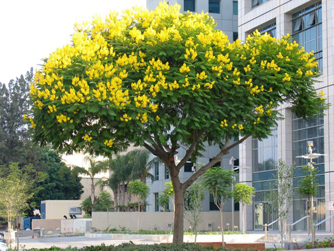 cay-ra-hoa-dep-trong-truoc-cua-02