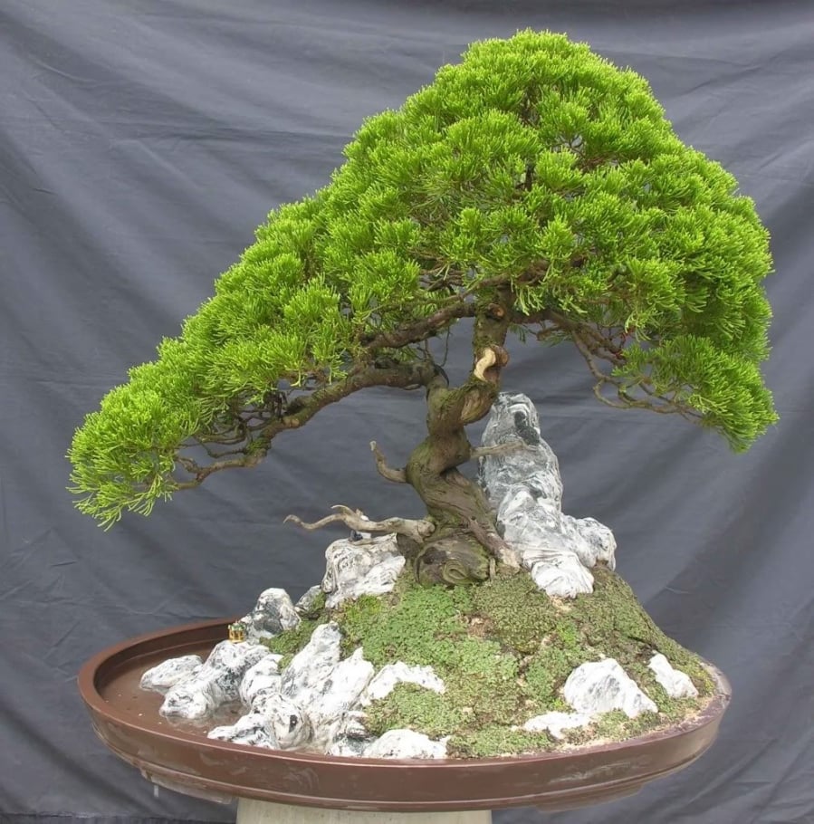 7-loai-cay-canh-dep-nhung-nguy-hiem-01
