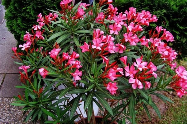 7-loai-cay-canh-dep-nhung-nguy-hiem-03