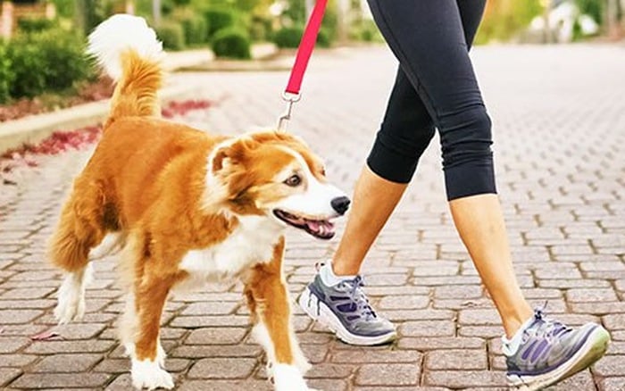 Dắt chó đi dạo là nghề việc nhẹ lương cao
