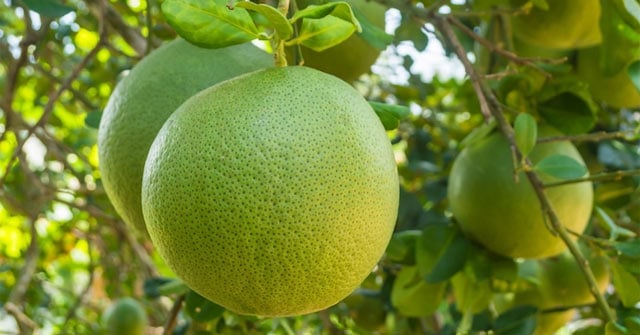 5-loai-qua-dang-cung-mung-2
