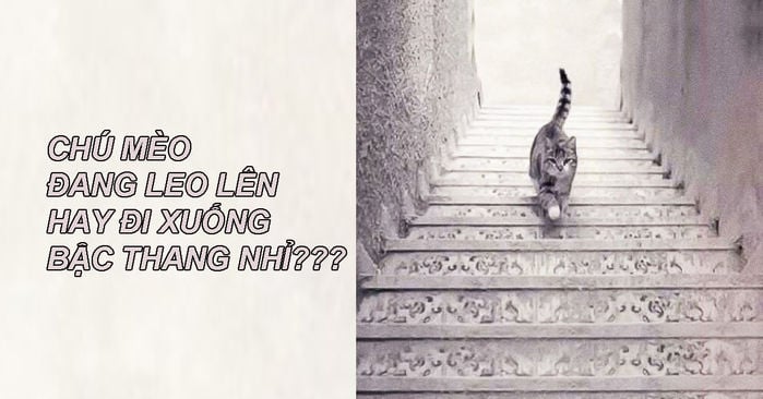 Nhìn vào bức hình hãy đoán xem chú mèo đang đi lên hay đi xuống?