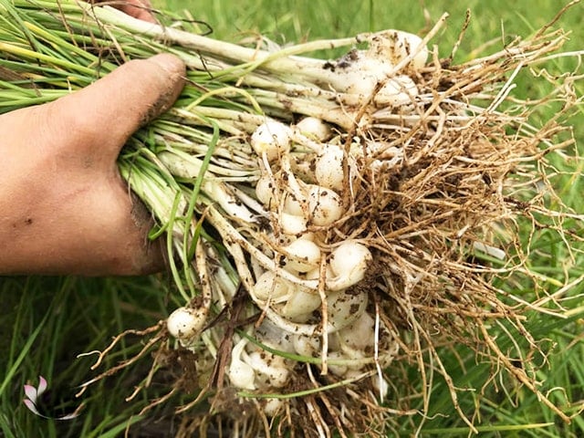 Cây nén vốn được dùng làm gia vị trong các Shbet0099 cá cược trực tuyến.