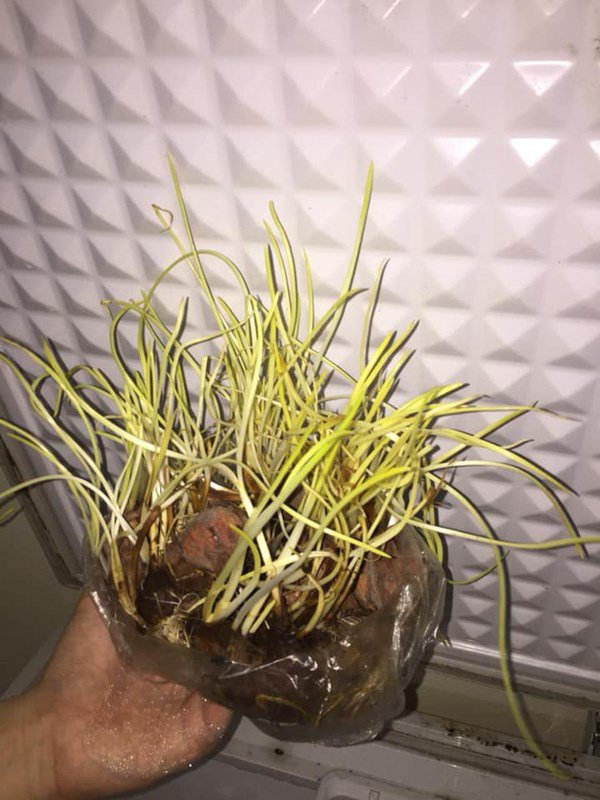 Hành mọc mầm.