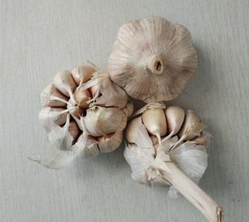 Lựa của tỏi lành lặn, khỏe mạnh, tách từng tép rồi bóc vỏ.