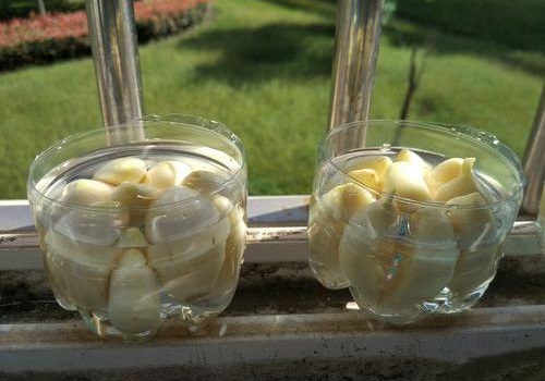 Đặt tỏi ở nơi thoáng mát, có ánh sáng và chờ nảy mầm.